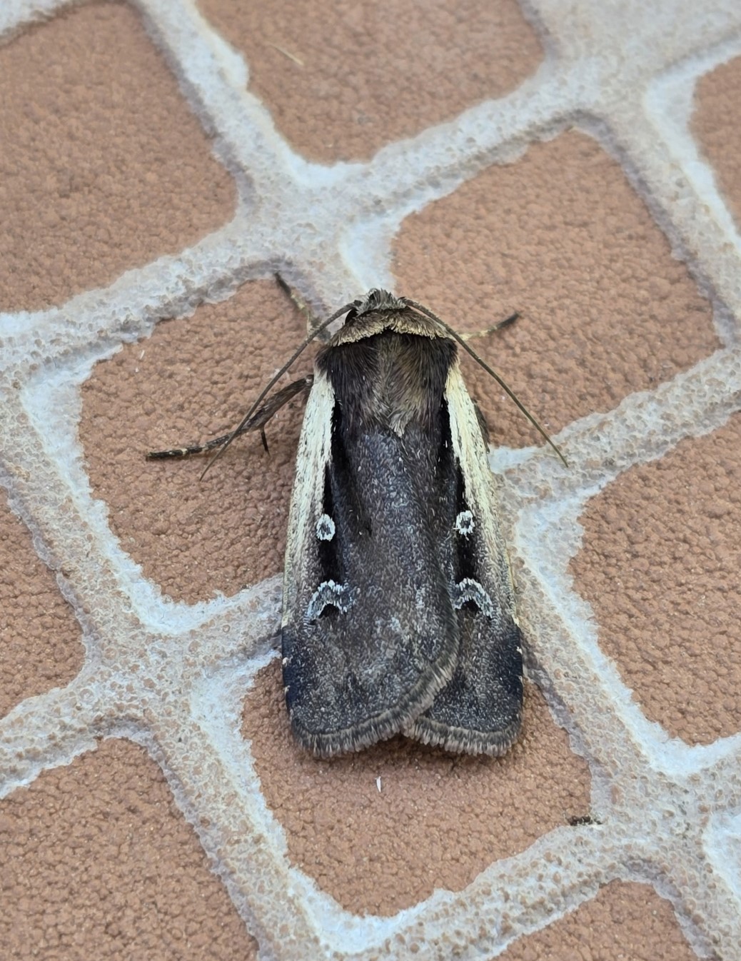 Photo of Flame Shoulder (Ochropleura plecta)